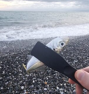 Чёрное море: ловля ставриды с пляжа при ветре и сильном накате после дождя