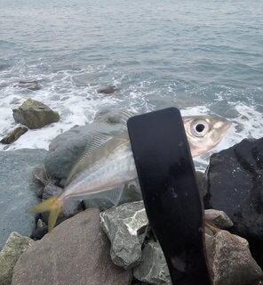 Ночная рыбалка на Чёрном море: ставридка на закате и попытка поймать скорпену