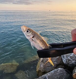 Вечерняя рыбалка в Адлере на Чёрном море: ловля ставриды у бун и Фишта до темноты
