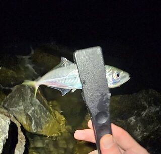 Вечерняя рыбалка в Адлере на Чёрном море: ловля ставриды у бун и Фишта до темноты