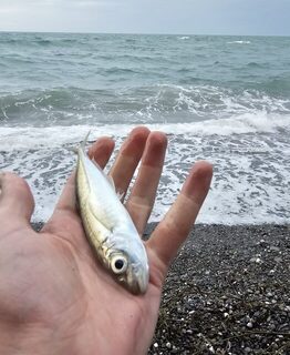 Черное море: морская рыбалка на ставриду с пляжа в ветер, дождь и с трудной проводкой