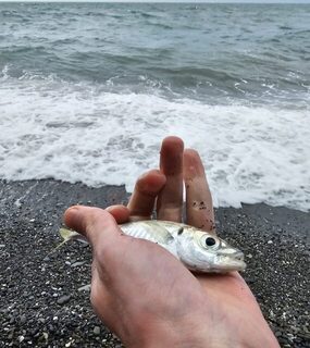 Черное море: морская рыбалка на ставриду с пляжа в ветер, дождь и с трудной проводкой