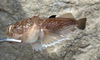 Рыбалка на Чёрном море: барабуля не пришла, но клевали зеленуха и скорпена