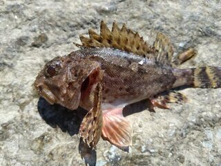 Рыбалка на Чёрном море: барабуля не пришла, но клевали зеленуха и скорпена