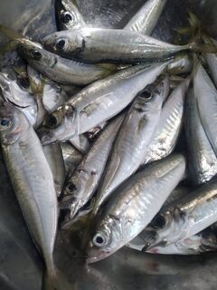 Вечерняя рыбалка на Чёрном море: бомбарда, ставка и осторожная ставрида