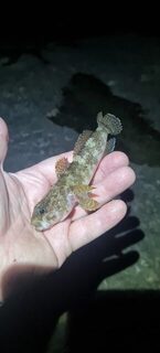 Вечерняя рыбалка на Чёрном море после шторма с бомбардой, карасем и ставридкой