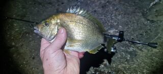 Вечерняя рыбалка на Чёрном море после шторма с бомбардой, карасем и ставридкой