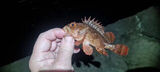 Вечерняя рыбалка на Чёрном море после шторма с бомбардой, карасем и ставридкой