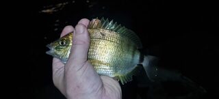 Вечерняя рыбалка на Чёрном море после шторма с бомбардой, карасем и ставридкой