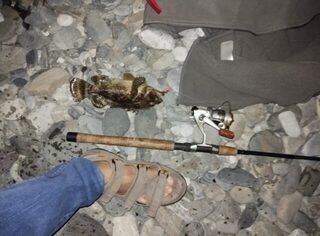 Береговая ловля в Адлере на Чёрном море: сарган, скорпена и дропшот с пляжа Роза Хутор