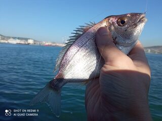 Новороссийск на Черном море: первый опыт морской ловли и поклевки карася