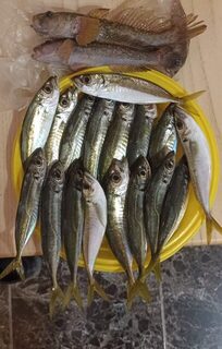 Дивноморское, Чёрное море: вечерняя ловля ставриды и бычка на ультралайт