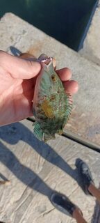 Дивноморское, Чёрное море: вечерняя ловля ставриды и бычка на ультралайт