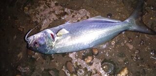 Чёрное море: утренний и вечерний выходы со ставридой, луфарём и карасями
