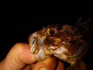 Чёрное море: утренний и вечерний выходы со ставридой, луфарём и карасями
