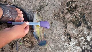 Рыбалка на Чёрном море у пристани на камнях: луфарь, зеленуха и рыбка-присоска