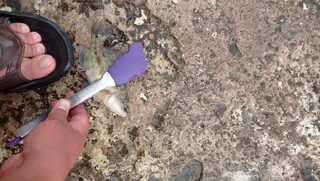 Рыбалка на Чёрном море у пристани на камнях: луфарь, зеленуха и рыбка-присоска