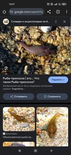 Рыбалка на Чёрном море у пристани на камнях: луфарь, зеленуха и рыбка-присоска