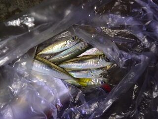 Вечерняя ловля ставриды и горбыля на Чёрном море с чебурашкой и ставкой