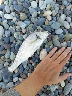 Рыбалка на Чёрном море: ловля барабули спиннингом на натуральные насадки