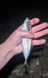 Ялта, Чёрное море: ночная ловля крупной ставриды на бомбарду и джиг-головки