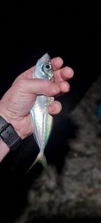Ялта и Чёрное море: ночная ловля ставриды с активным клевом после полуночи