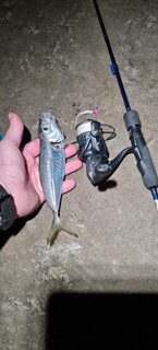 Ялта и Чёрное море: ночная ловля ставриды с активным клевом после полуночи