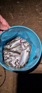 Ялта и Чёрное море: ночная ловля ставриды с активным клевом после полуночи