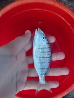 Ловля на Чёрном море с отводным поводком: июльские караси, мармиры и барабулька