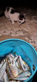 Ловля на Чёрном море в Ялте: активная рыба на силикон и несколько хороших мамок