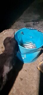 Ловля на Чёрном море в Ялте: активная рыба на силикон и несколько хороших мамок