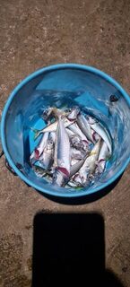 Ялта, Чёрное море: ночная береговая ловля ставриды и горбыля джигом 1,5 г