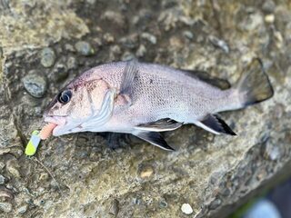 Небуг на Чёрном море: утренняя ловля горбыля, карася и барабульки на зорьке