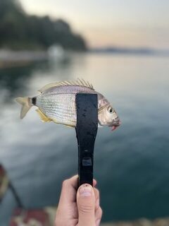 Небуг на Чёрном море: утренняя ловля горбыля, карася и барабульки на зорьке