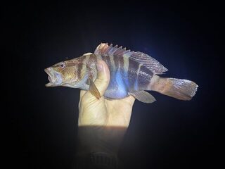 Чёрное море, Кацивели: ночная ловля скорпены и каменного окуня с волнореза
