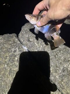Чёрное море, Кацивели: ночная ловля скорпены и каменного окуня с волнореза