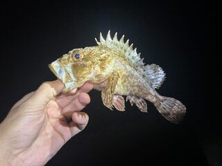 Чёрное море, Кацивели: ночная ловля скорпены и каменного окуня с волнореза