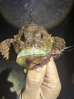 Чёрное море, Кацивели: ночная ловля скорпены и каменного окуня с волнореза