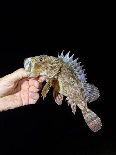 Чёрное море, Кацивели: ночная ловля скорпены и каменного окуня с волнореза