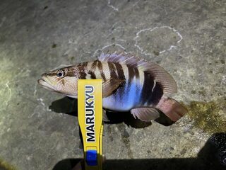 Черное море ночью: ловля на темного рачка, горбыль и окунь в ночном улове