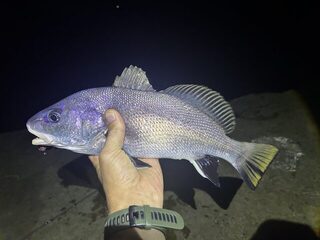 Вечерняя ловля горбыля на Чёрном море: два горбыля, один на 670 граммов