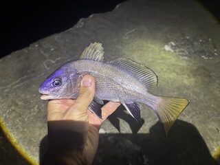Вечерняя ловля горбыля на Чёрном море: два горбыля, один на 670 граммов