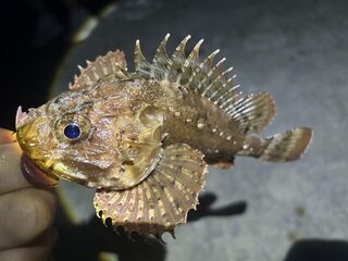 Вечерняя ловля горбыля на Чёрном море: два горбыля, один на 670 граммов