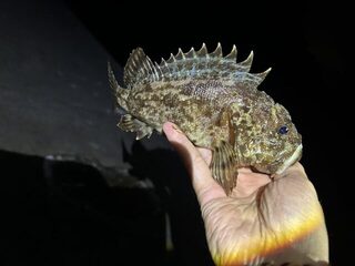 Чёрное море, Понизовка: вечерняя рыбалка на скорпен после долгого перерыва