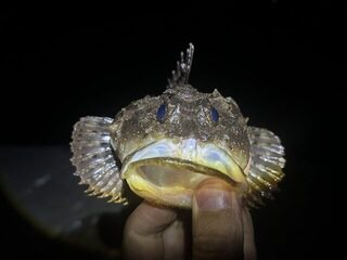 Чёрное море, Понизовка: вечерняя рыбалка на скорпен после долгого перерыва