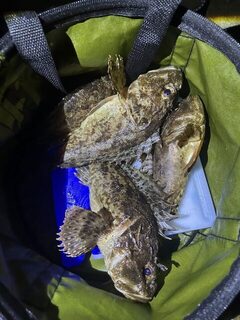 Чёрное море, Понизовка: вечерняя рыбалка на скорпен после долгого перерыва