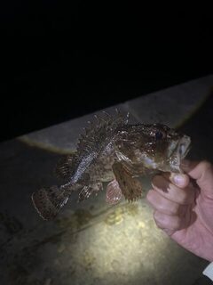 ЮБК, Чёрное море: вечерняя ловля горбыля, личный рекорд весом 735 грамм