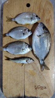 Чёрное море: короткая пробная ловля барабульки на чебурашку весом всего 1 г