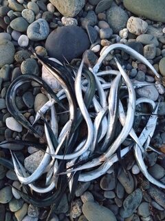 Рыбалка на Чёрном море: капризный сарган у бун в тёплой воде перед дождями
