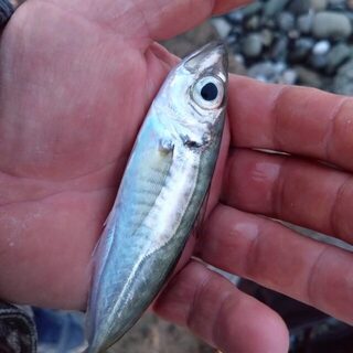 Чёрное море: ловля саргана на выбросе в прозрачной воде, пока подходов мало